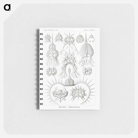 アートメモ帳-Spyroidea–Nükchenstrahlinge from Kunstformen der Natur - エルンスト ヘッケル Memo.