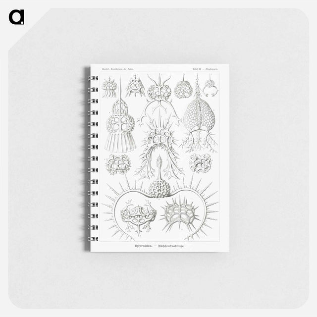 アートメモ帳-Spyroidea–Nükchenstrahlinge from Kunstformen der Natur - エルンスト ヘッケル Memo.
