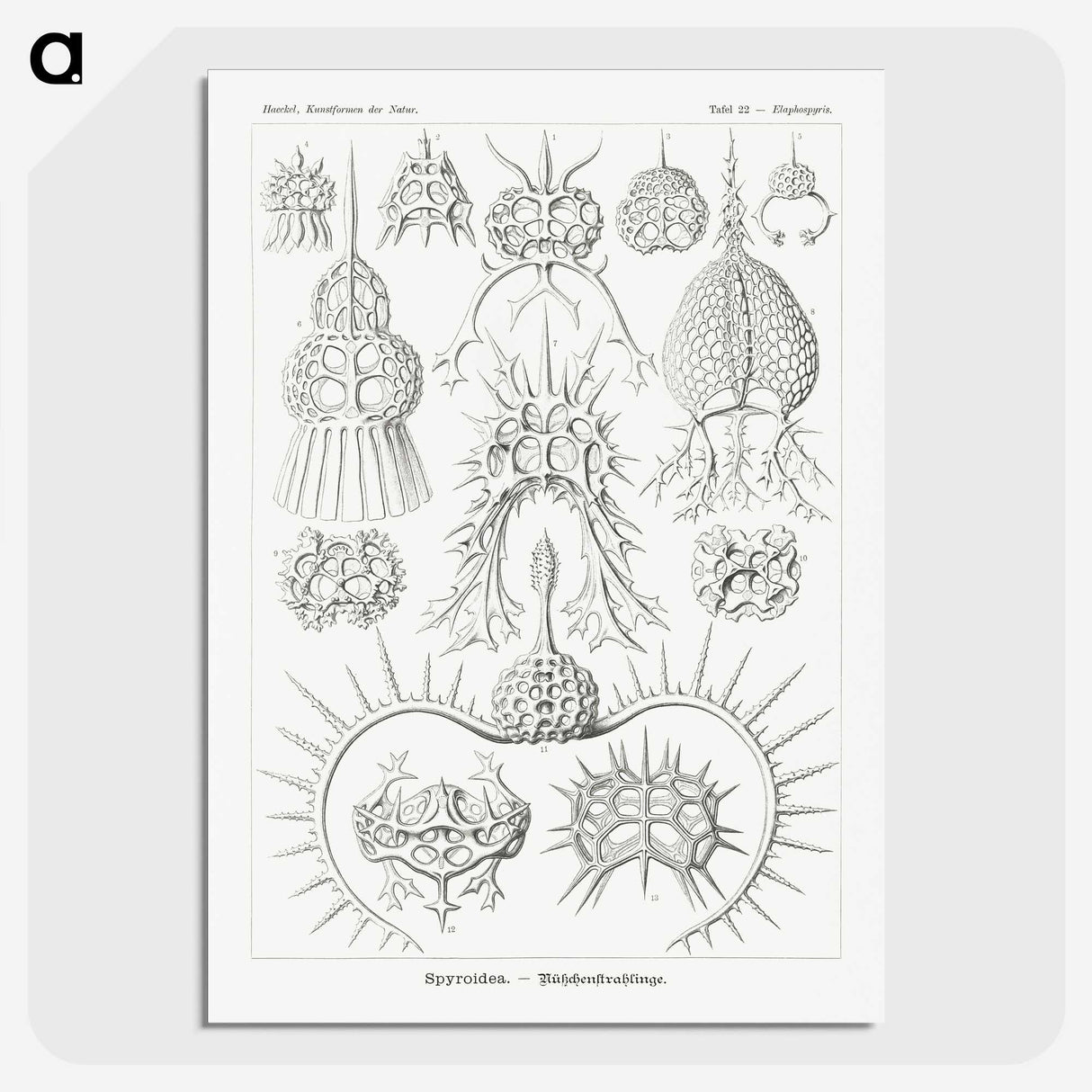 3-20_Ernst-Haeckel_picture-crop