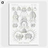 3-20_Ernst-Haeckel_picture-crop