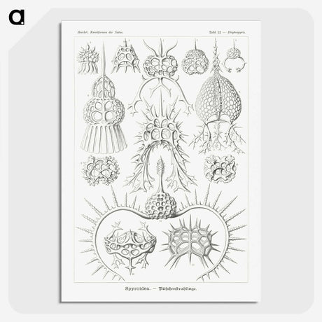 3-20_Ernst-Haeckel_picture-crop