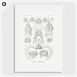 3-20_Ernst-Haeckel_picture