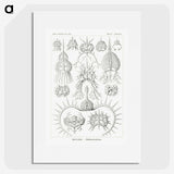 3-20_Ernst-Haeckel_picture