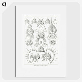 3-20_Ernst-Haeckel_picture