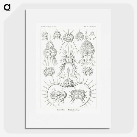 3-20_Ernst-Haeckel_picture