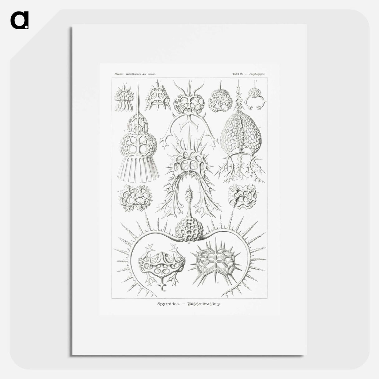 Spyroidea–Nükchenstrahlinge from Kunstformen der Natur - エルンスト ヘッケル Poster.