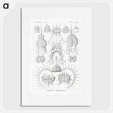 Spyroidea–Nükchenstrahlinge from Kunstformen der Natur - エルンスト ヘッケル Poster.