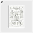 3-20_Ernst-Haeckel_postcard
