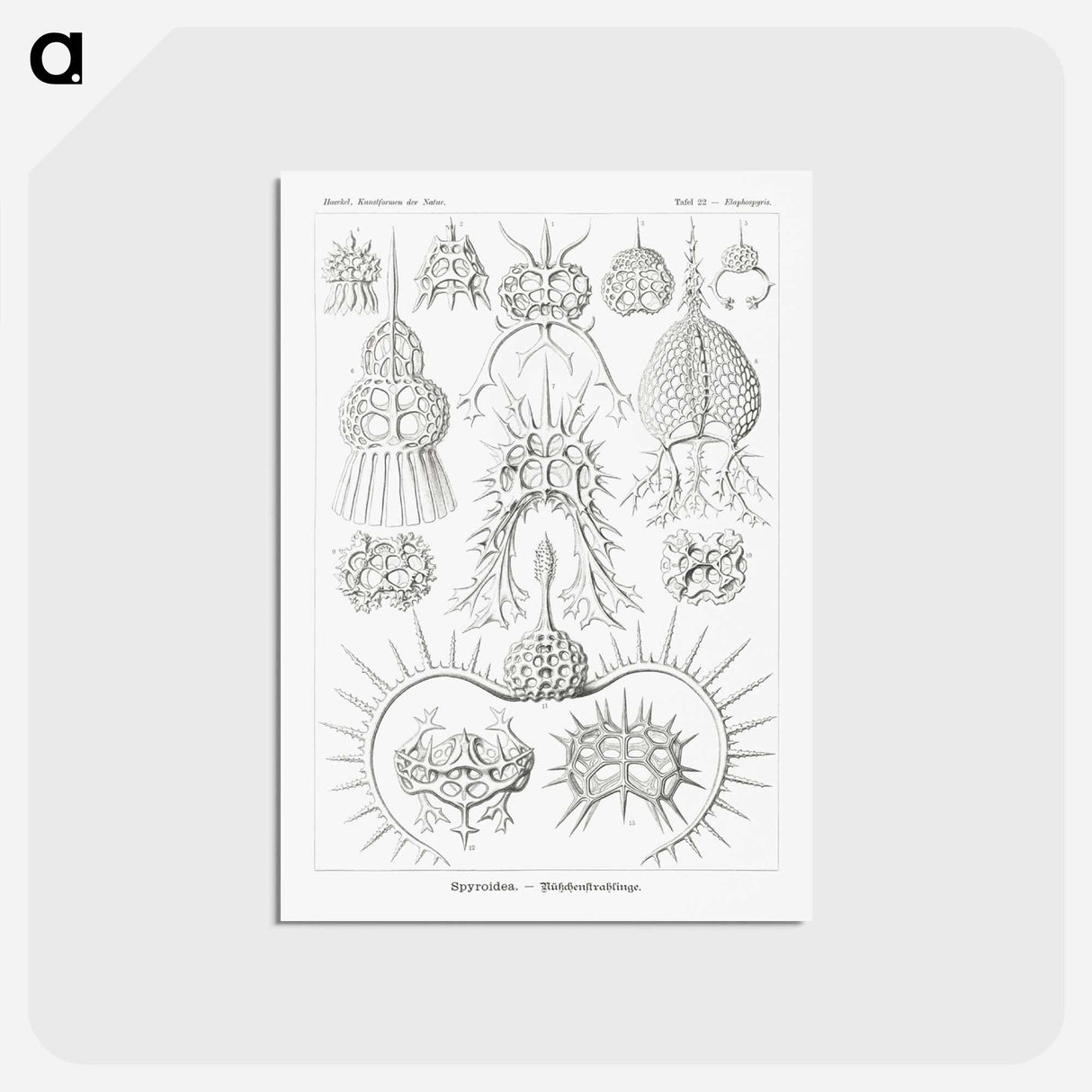 アートポストカード-Spyroidea–Nükchenstrahlinge from Kunstformen der Natur - エルンスト ヘッケル Postcard.