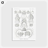 アートポストカード-Spyroidea–Nükchenstrahlinge from Kunstformen der Natur - エルンスト ヘッケル Postcard.