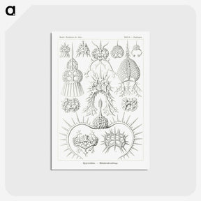 3-20_Ernst-Haeckel_postcard