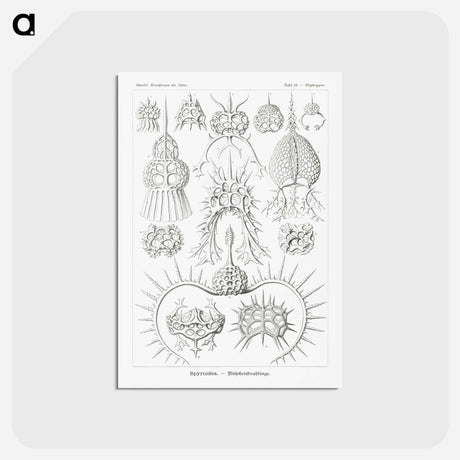 アートポストカード-Spyroidea–Nükchenstrahlinge from Kunstformen der Natur - エルンスト ヘッケル Postcard.
