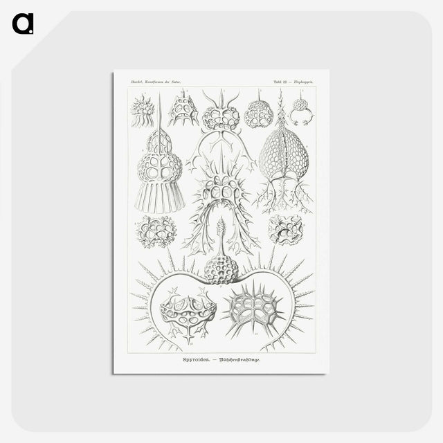 3-20_Ernst-Haeckel_postcard