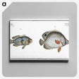 3-20_Ichtyologie-ou-Histoire-naturelle_canvas