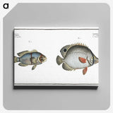 3-20_Ichtyologie-ou-Histoire-naturelle_canvas