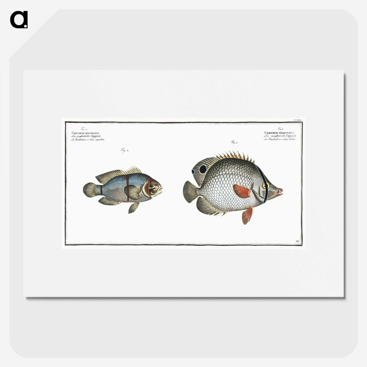 3-20_Ichtyologie-ou-Histoire-naturelle_picture