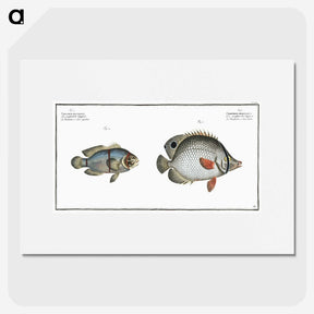 3-20_Ichtyologie-ou-Histoire-naturelle_picture