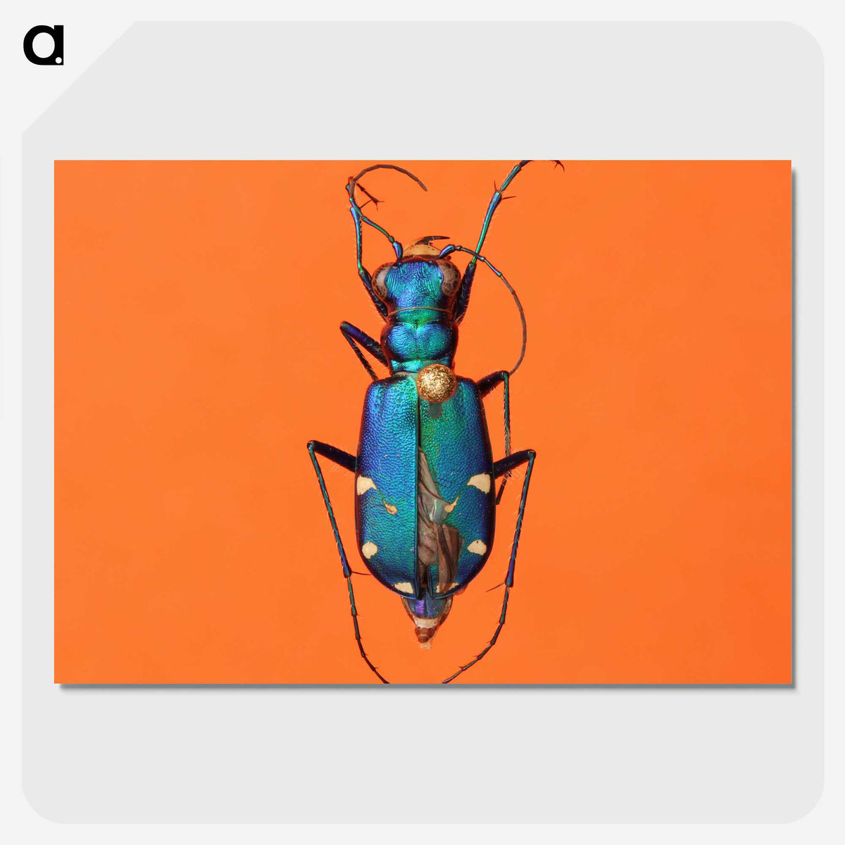 3-20_Insects-Unlocked-Project_picture-crop