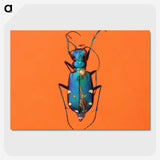 3-20_Insects-Unlocked-Project_picture-crop