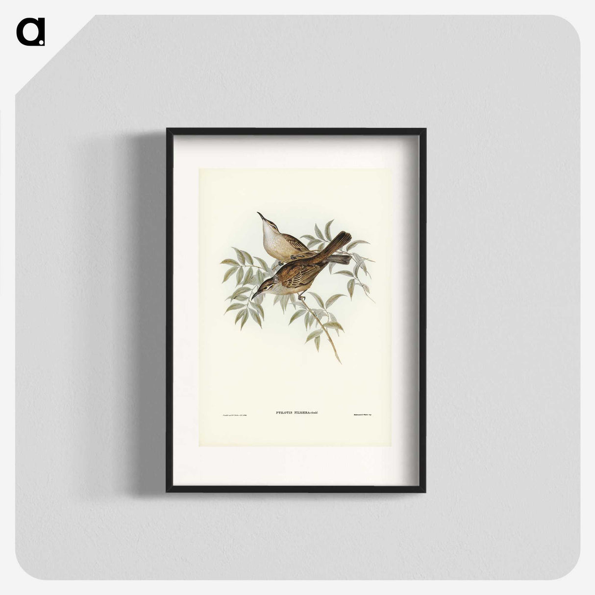 3-20_John-Gould_blk