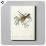 3-20_John-Gould_canvas