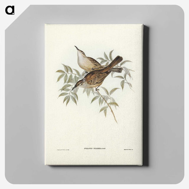 3-20_John-Gould_canvas