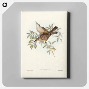 アートパネル-Streaked Honey-eater
 - ジョン グールド Canvas.