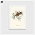 アートポストカード-Streaked Honey-eater
 - ジョン グールド Postcard.