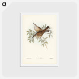 アートポストカード-Streaked Honey-eater
 - ジョン グールド Postcard.