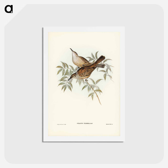 アートポストカード-Streaked Honey-eater
 - ジョン グールド Postcard.