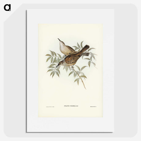 3-20_John-Gould_picture