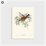 アートポストカード-Streaked Honey-eater
 - ジョン グールド Postcard.