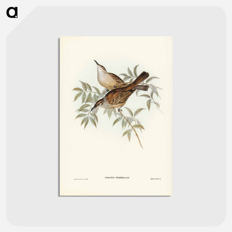 アートポストカード-Streaked Honey-eater
 - ジョン グールド Postcard.