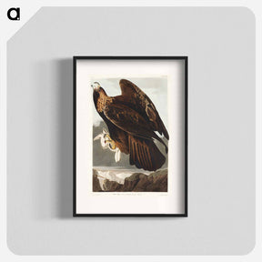 アートポスター-Golden Eagle
 - ジョン ジェームス オーデュボン Poster.