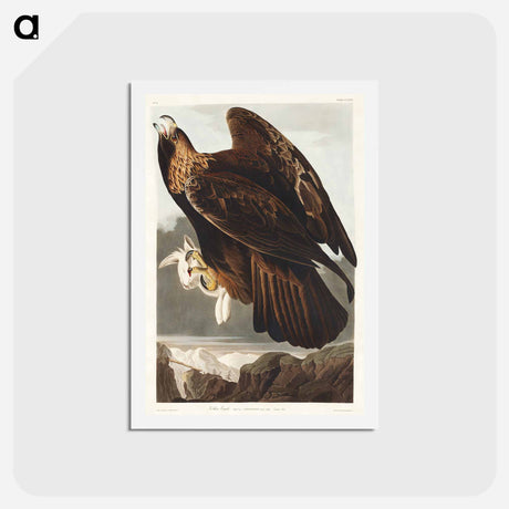 アートポストカード-Golden Eagle
 - ジョン ジェームス オーデュボン Postcard.