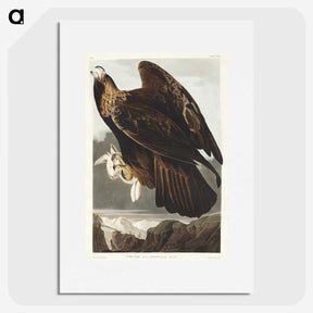 3-20_John-James-Audubon_picture