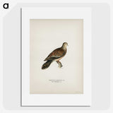 3-20_Magnus-von-Wright_picture