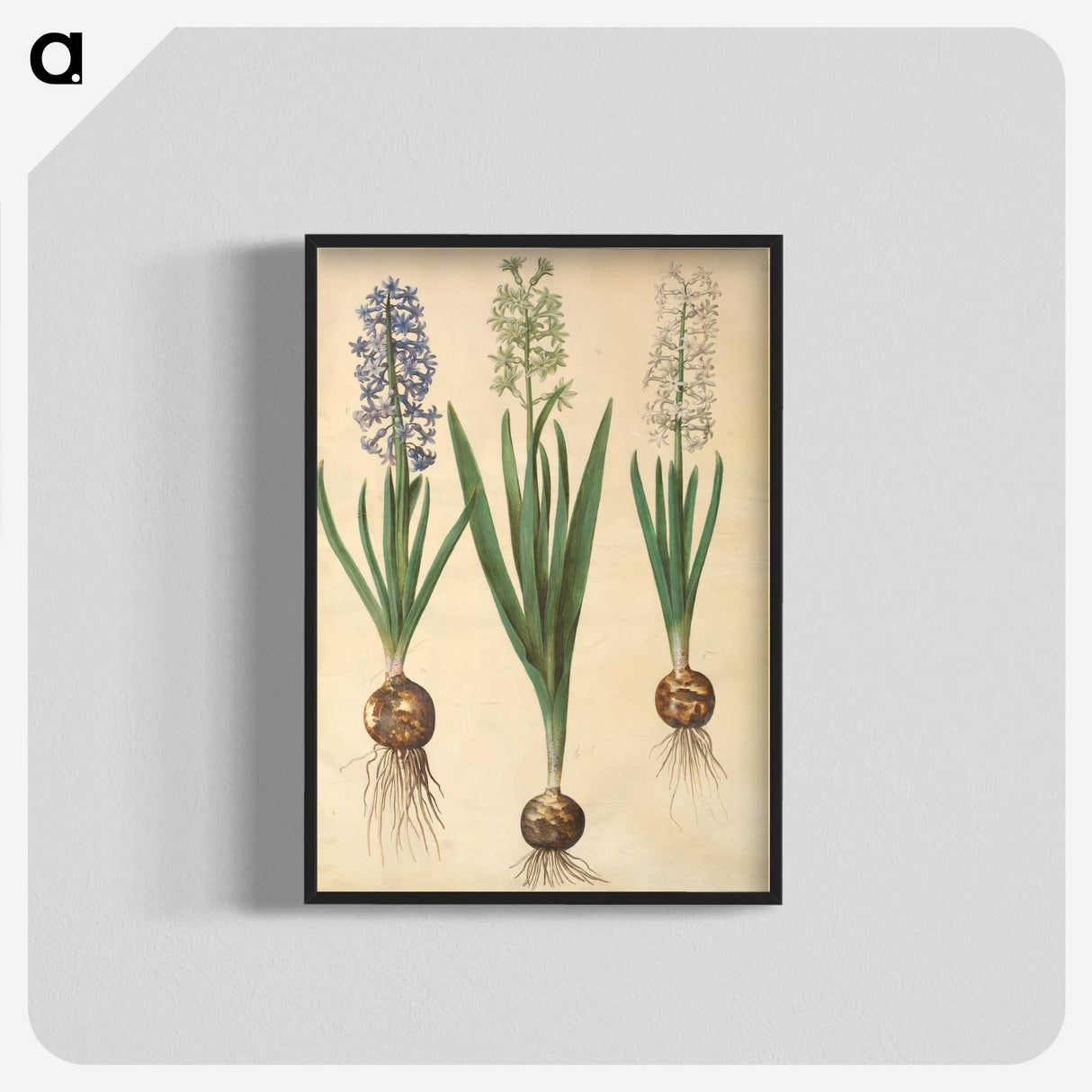 3-20_Maria-Sibylla-Merian_blk-crop