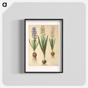 アートポスター-Hyacinthus orientalis
 - マリア ジビーラ メーリアン Poster.