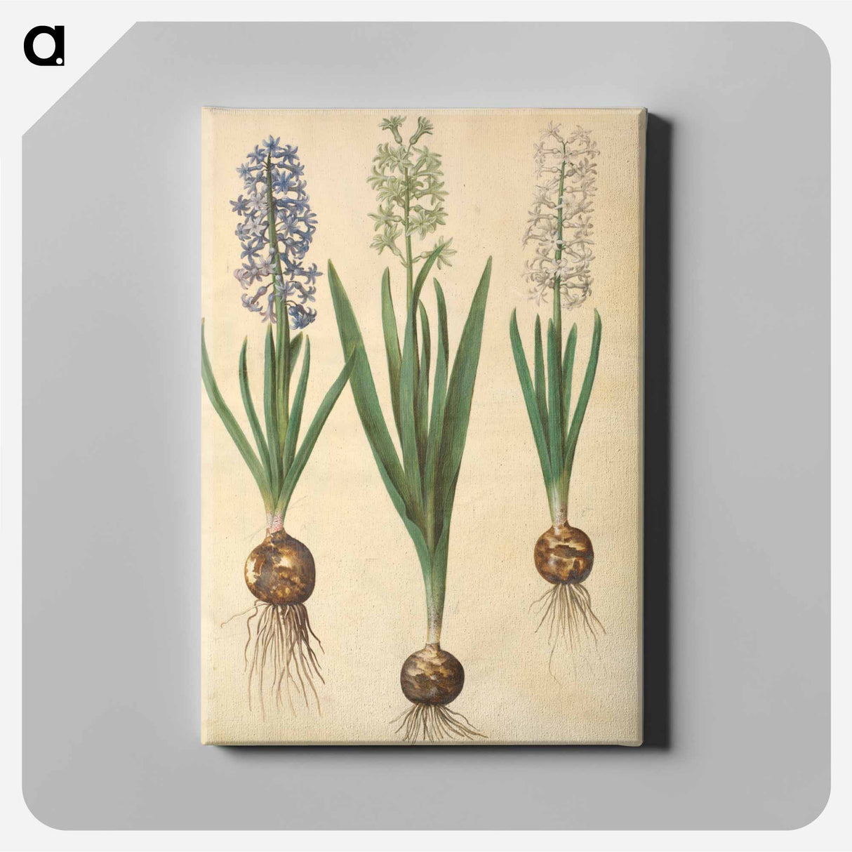 アートパネル-Hyacinthus orientalis
 - マリア ジビーラ メーリアン Canvas.