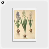アートポストカード-Hyacinthus orientalis
 - マリア ジビーラ メーリアン Postcard.