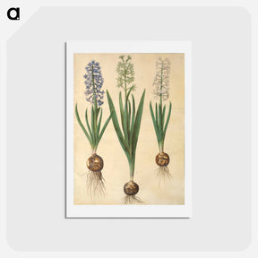 アートポストカード-Hyacinthus orientalis
 - マリア ジビーラ メーリアン Postcard.