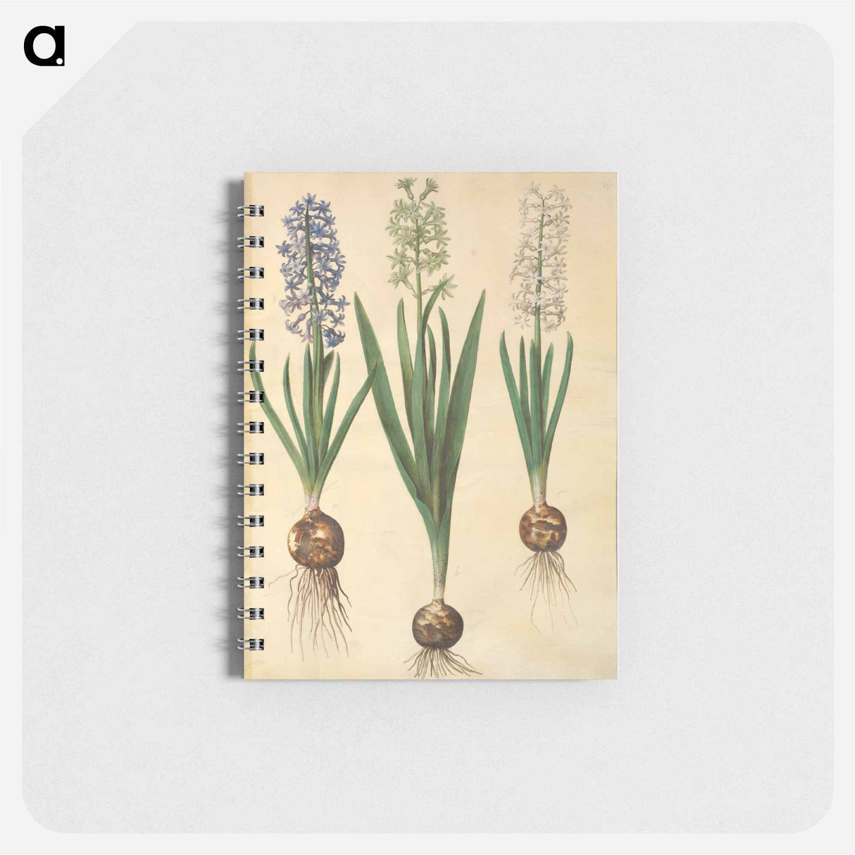 アートメモ帳-Hyacinthus orientalis
 - マリア ジビーラ メーリアン Memo.