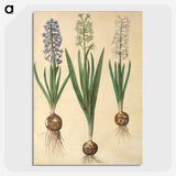 3-20_Maria-Sibylla-Merian_picture-crop