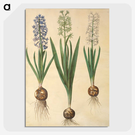 3-20_Maria-Sibylla-Merian_picture-crop