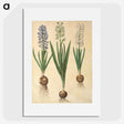 3-20_Maria-Sibylla-Merian_picture