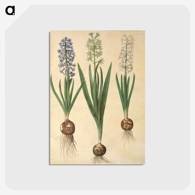 3-20_Maria-Sibylla-Merian_postcard
