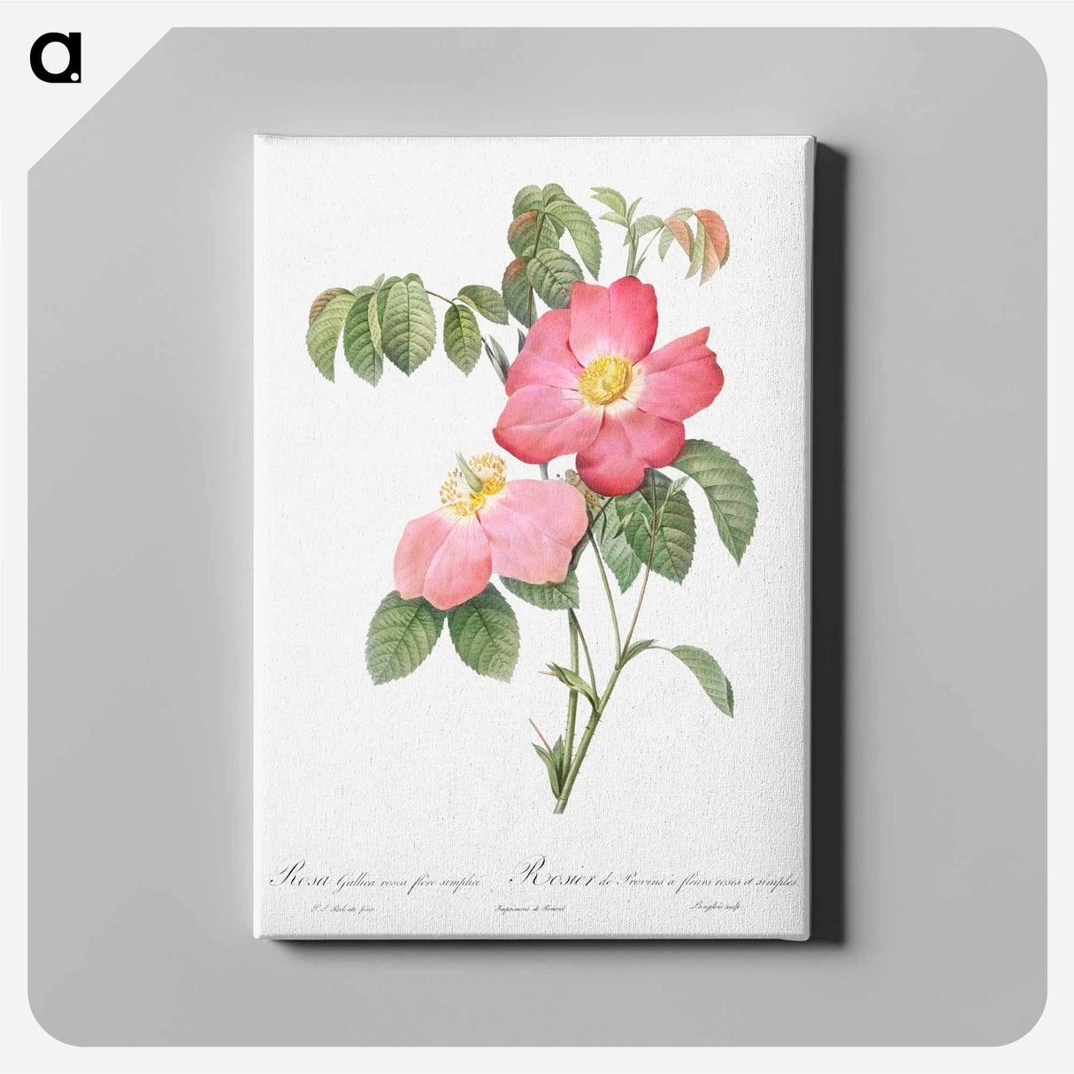 アートパネル-Pink French Rose - ピエール ジョゼフ ルドゥーテ Canvas.