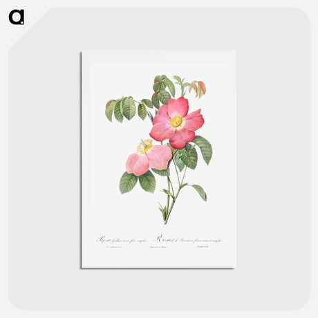 アートポストカード-Pink French Rose - ピエール ジョゼフ ルドゥーテ Postcard.