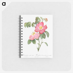 アートメモ帳-Pink French Rose - ピエール ジョゼフ ルドゥーテ Memo.